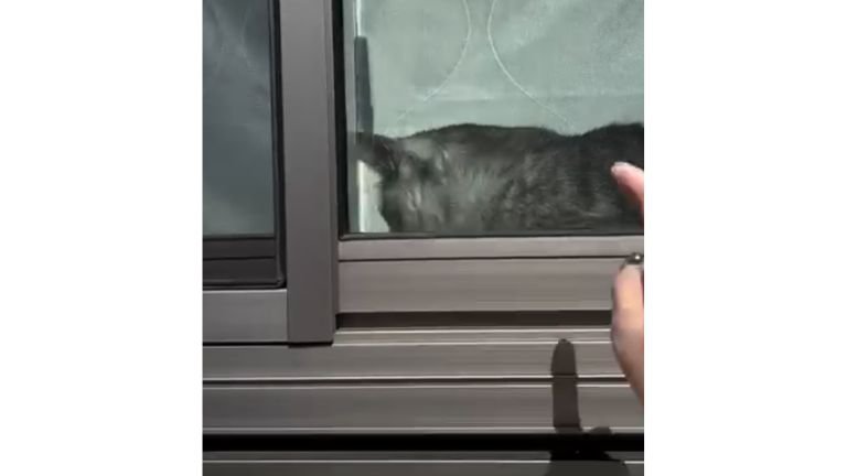 窓際の猫