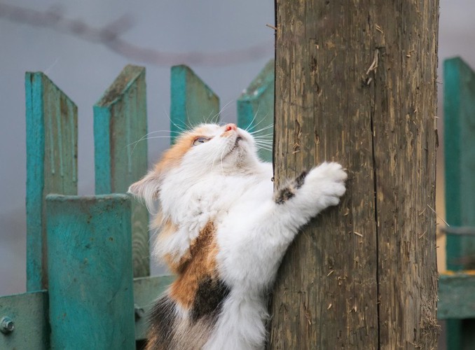 柱で爪を研ぐ猫