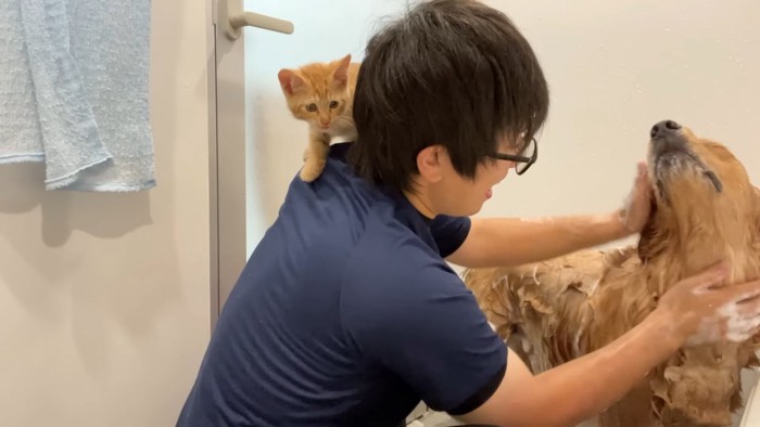 人の肩に乗る猫