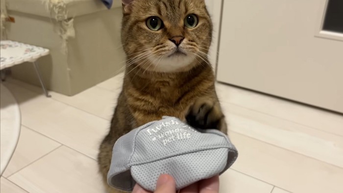 帽子に手を置く猫