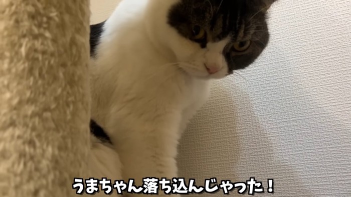 うつむく猫