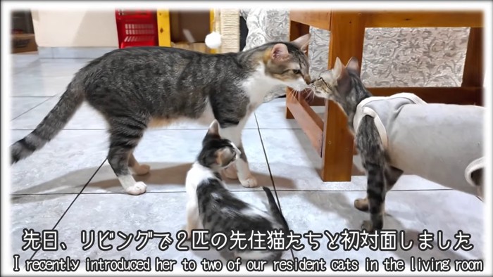 先日、リビングで