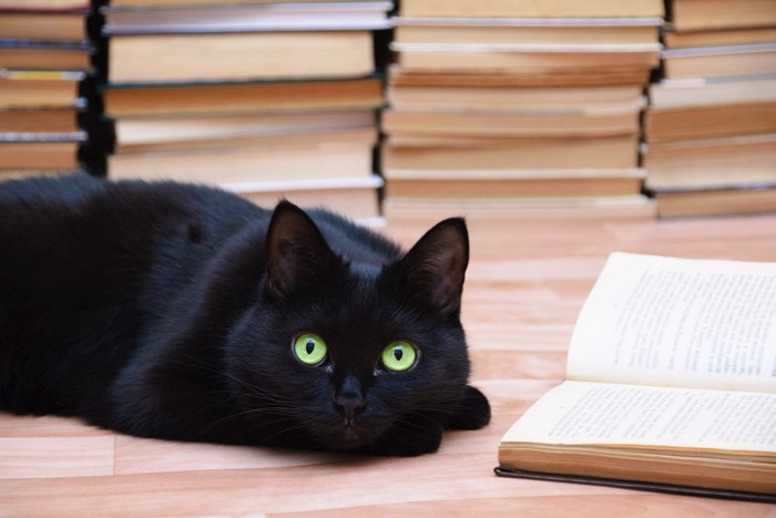本の横で寝そべる黒猫