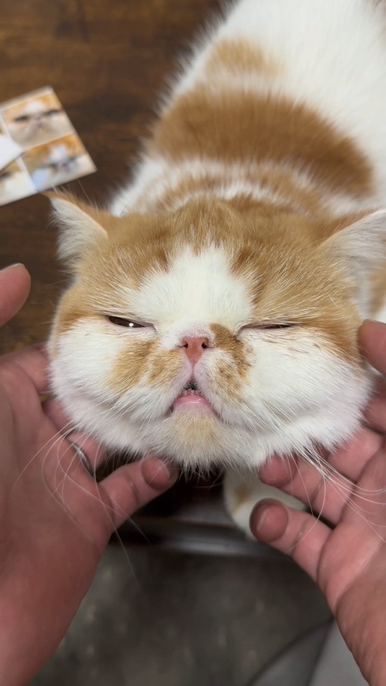 マッサージされる猫さん