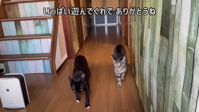 並ぶ2匹の成猫