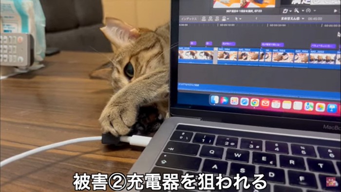 パソコンの充電器をいじる猫