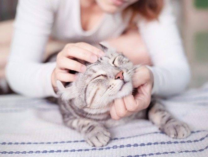 女性にマッサージされる猫