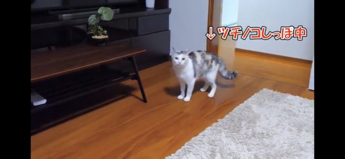 しっぽが膨らんだ猫