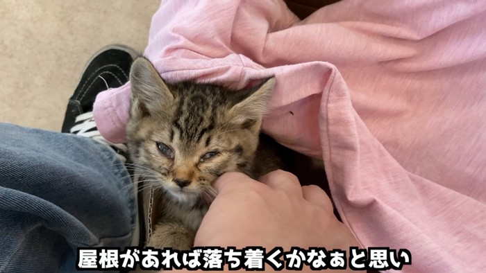 顔を出す子猫