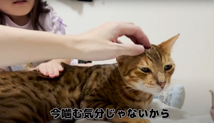 頭をなでられる猫