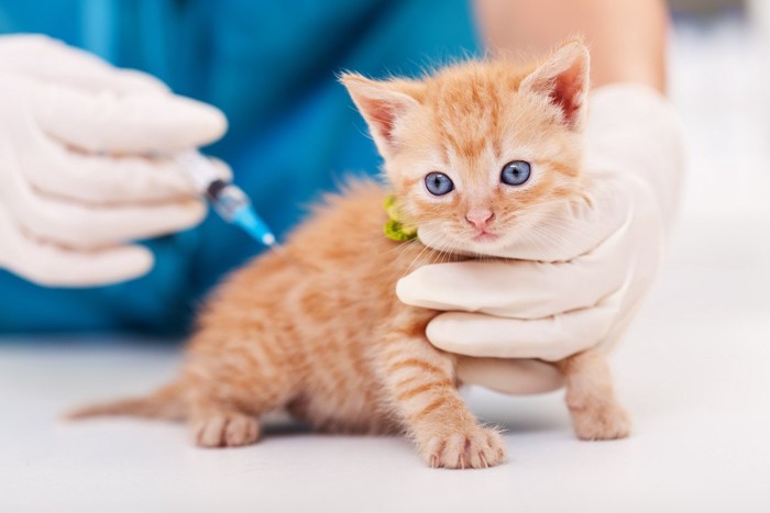 注射される子猫