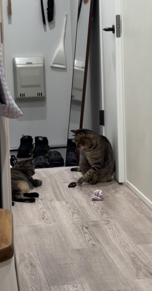 廊下でおもちゃを姉キジトラ猫に渡す弟キジトラ猫