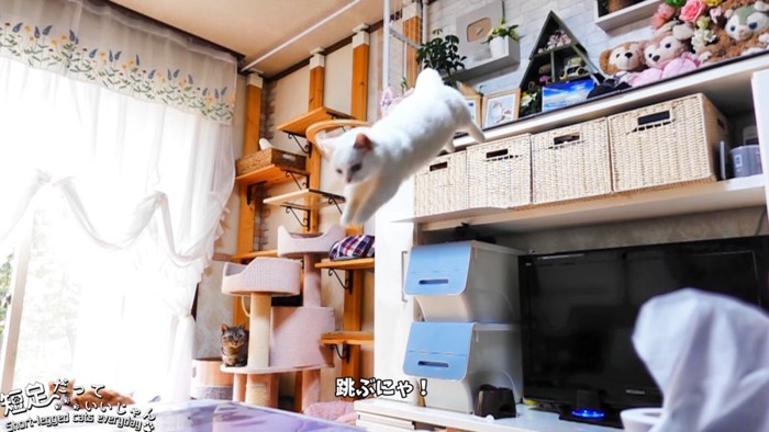 飛び降りる猫