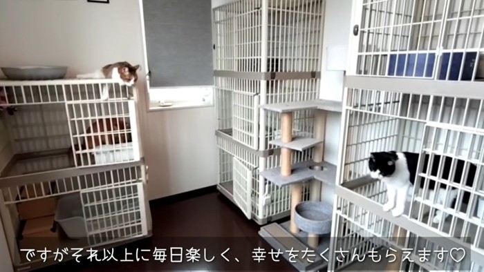 猫用ケージがつまれた部屋と猫達