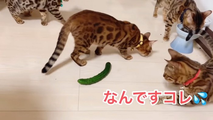 きゅうりに驚く赤い首輪の猫