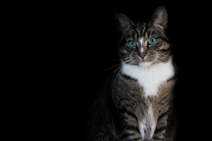 暗がりの中の猫
