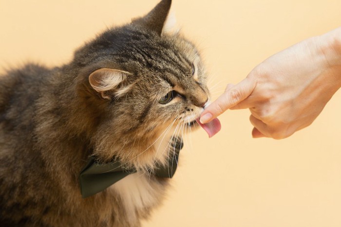 人の指を舐める猫