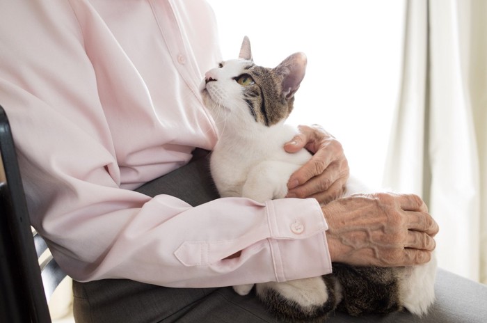 老女の膝の上の猫