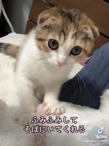 ふみふみする子猫