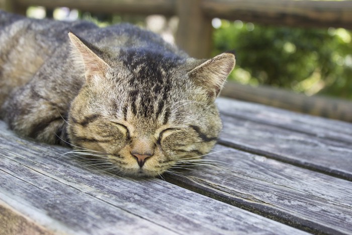 ご機嫌で眠る猫