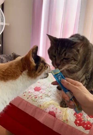 おやつを食べる2匹の猫