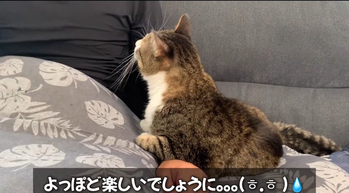 見上げる猫