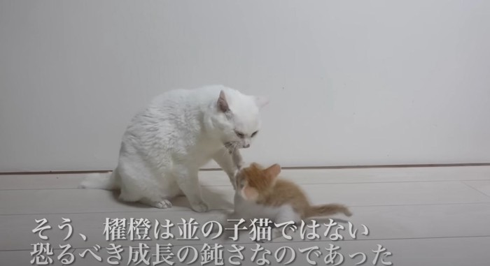 じゃれ合う2匹の猫
