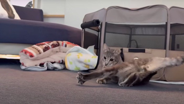 手足をバタバタさせる猫