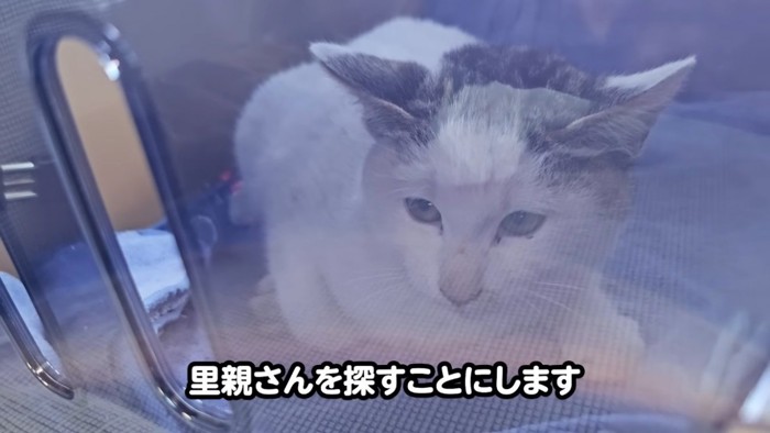 キャリーの中に保護された子猫