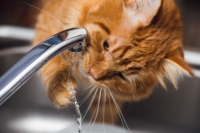 蛇口から落ちる水を手で飲もうとする猫