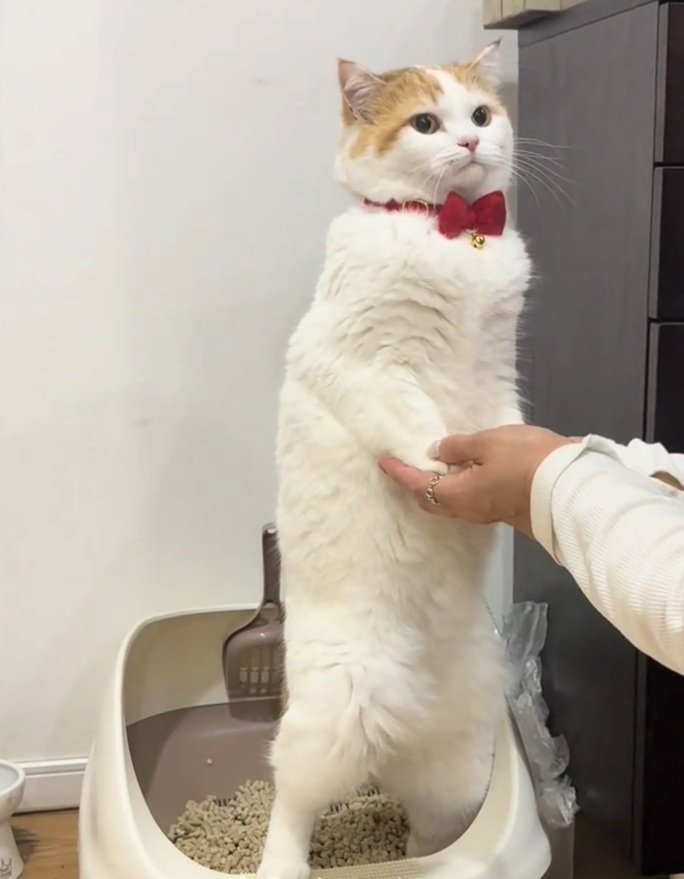 真面目な表情のリリィちゃん