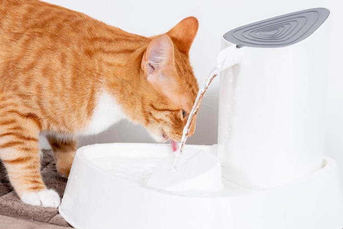 水を飲んでいる猫