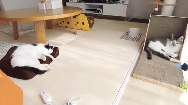 部屋で寛ぐ二匹の猫