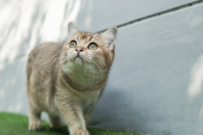 廊下を歩く猫