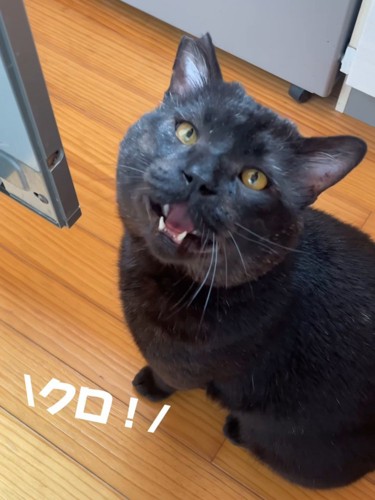 見上げる猫