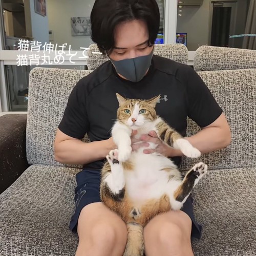 人のひざの上に乗る猫