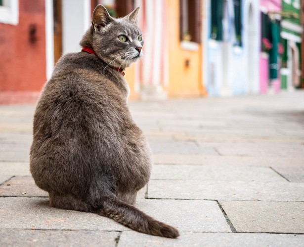 振り返る赤い首輪の猫