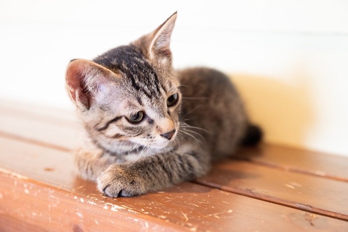 小さくなるサバトラの子猫