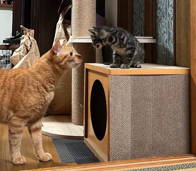 棚に乗っている子猫に顔を近づける茶トラ猫