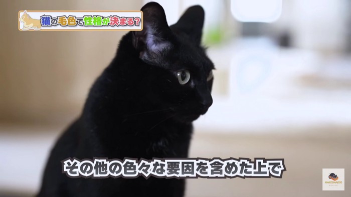 黒猫アップ