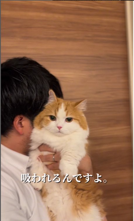 飼い主にタッチする猫