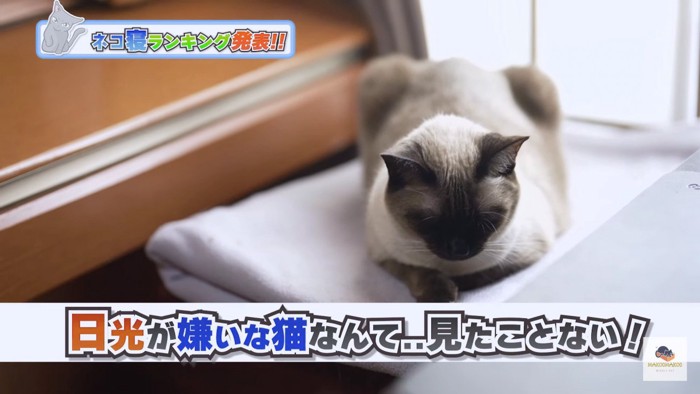 シャム猫を上前方から