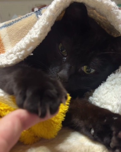 猫に布団をかぶせる手