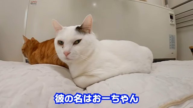 布団の上の2匹の猫