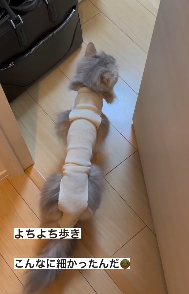 部屋の向こうの何かを見ながら左に尻尾を振る猫