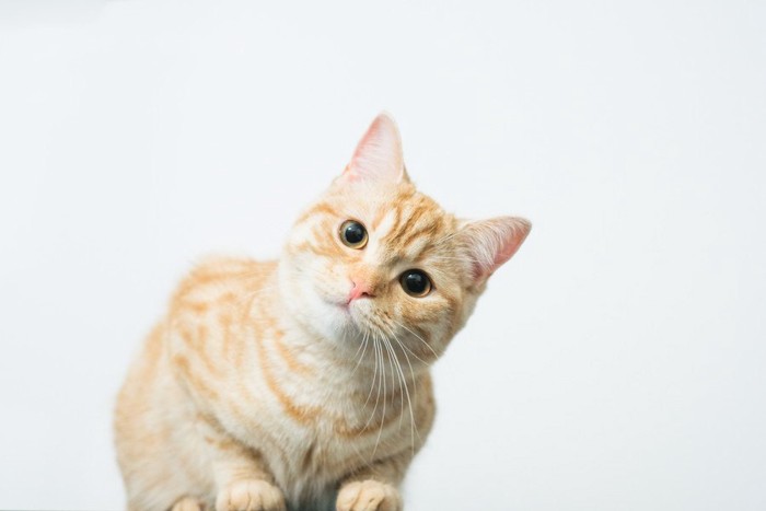 茶トラ猫