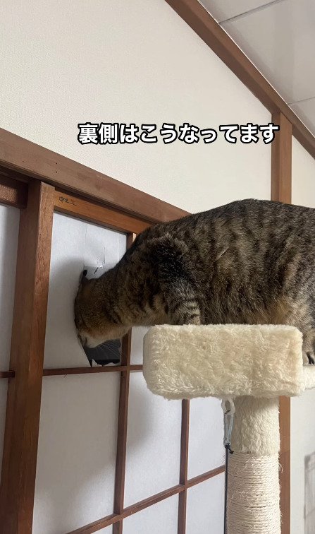 家の中からの様子を撮影される猫