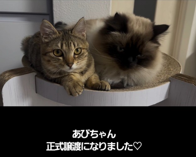 爪とぎの上に乗る2匹の子猫