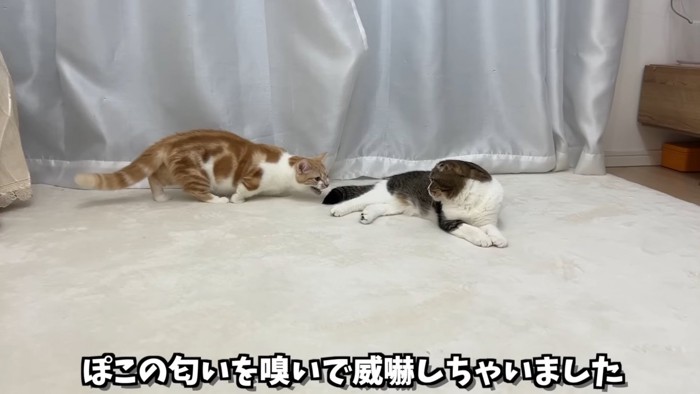 威嚇する子猫