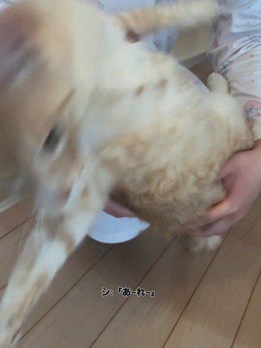 人のひざから降りる猫